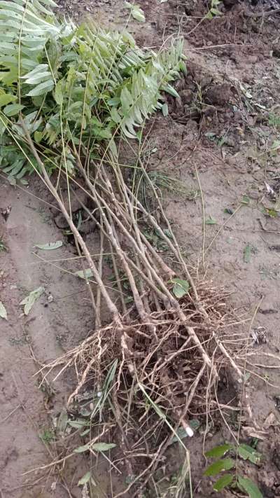 出售臭椿苗，巨峰葡萄苗。药用连翘苗，科研五号优质种苗，2/5年苗，药用连翘树，挂果树，全国包邮到家！财富密码18534302961