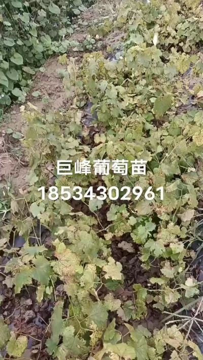 出售早熟巨峰葡萄苗。药用连翘苗，科研五号优质种苗，2/5年苗，药用连翘树，挂果树，全国包邮到家！财富密码18534302961