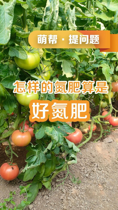 怎样的氮肥算是好氮肥