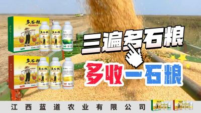 冬季种植，油菜，小麦，草莓等作物的，出现了除草剂药害，黄叶，僵苗，苗不长等问题，马上用多石粮，确保5天见到效果。