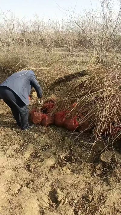 出售药用连翘苗，科研五号优质种苗，2/5年苗，药用连翘树，挂果树，全国包邮到家！财富密码18534302961出售药用连翘苗，科研五号优质种苗，2/5年苗，药用连翘树，挂果树，全国包邮到家！财富密码1