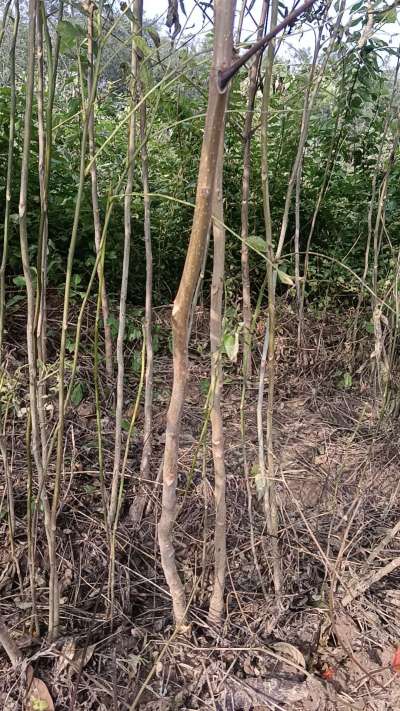 出售臭椿苗，巨峰葡萄苗。药用连翘苗，科研五号优质种苗，2/5年苗，药用连翘树，挂果树，全国包邮到家！财富密码18534302961