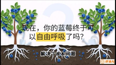 第3节：别把树&ldquo;憋死&rdquo;&mdash;&mdash;正确的定植与换盆手法,   课程：《蓝莓&ldquo;高产&rdquo;实战课：从选苗到丰收的10个关键点》