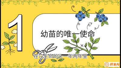 第6节：修剪决定产量（上）&mdash;&mdash;幼苗期与生长期修剪， 课程：《蓝莓&ldquo;高产&rdquo;实战课：从选苗到丰收的10个关键点》