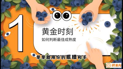 第10节：完美的&ldquo;果粉&rdquo;&mdash;&mdash;采摘时机与保鲜， 课程：《蓝莓&ldquo;高产&rdquo;实战课：从选苗到丰收的10个关键点》