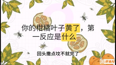 第一节：保命生死线&mdash;&mdash;黄龙病与木虱，课程：《柑橘十大病虫害：从入门到精通》