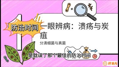 第三节：细菌与真菌&mdash;&mdash;溃疡病与炭疽病，课程：《柑橘十大病虫害：从入门到精通》