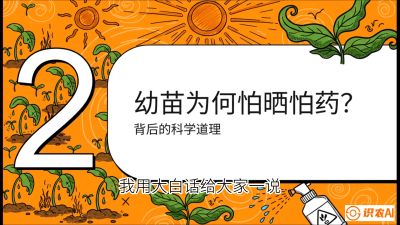 第02节：幼树管理&mdash;&mdash;&ldquo;防晒又防草，树势起得早&rdquo;，课程：《槟榔种植：从不懂到精通的10堂必修课》