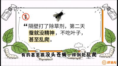 第05节：养蚕人的&ldquo;排雷战&rdquo;&mdash;&mdash;除草剂的生死禁忌，课程：《桑海淘金：桑树高产与蚕桑安全进阶实战课》