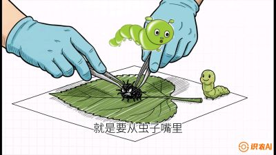 第07节：虫口夺叶（下）&mdash;&mdash;不得不打药时的&ldquo;解毒术&rdquo;，课程：《桑海淘金：桑树高产与蚕桑安全进阶实战课》