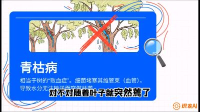 第08节：看不见的杀手&mdash;&mdash;青枯病与萎缩病，课程：《桑海淘金：桑树高产与蚕桑安全进阶实战课》
