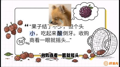 第10节：甜蜜的科学&mdash;&mdash;膨大、增甜与转色，课程：《桑海淘金：桑树高产与蚕桑安全进阶实战课》