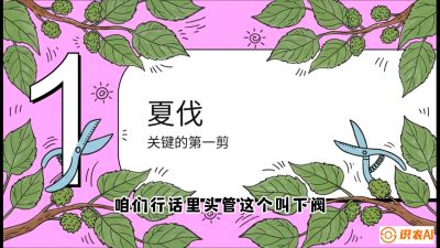 第11节：叶果双收&mdash;&mdash;特殊的夏伐与冬伐，课程：《桑海淘金：桑树高产与蚕桑安全进阶实战课》