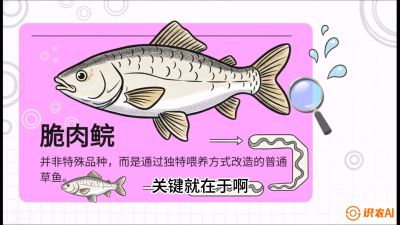 第六节：【老品升级&middot;脆肉鲩】如何让草鱼身价翻倍？，课程：《黄金鳞甲：2025中国淡水鱼高效养殖实战营》