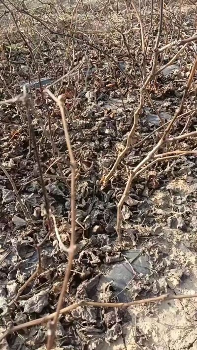 出售，巨峰葡萄苗。药用连翘苗，科研五号优质种苗，2/5年苗，药用连翘树，挂果树，全国包邮到家！财富密码18534302961