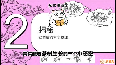 第04节（修剪篇）：树势复活术：从&ldquo;越剪越弱&rdquo;到&ldquo;枝繁叶茂&rdquo;的能量管理与夏秋茶逆袭，课程：《茶金时代：从&ldquo;看天吃饭&rdquo;到&ldquo;精准控局&rdquo;的茶叶高产提质实战课》