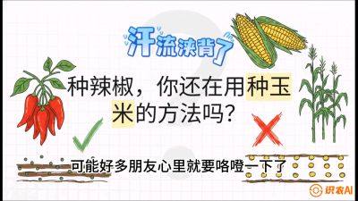 第1节：【品种定江山】工业辣椒vs小米辣：底肥公式与密度陷阱的&ldquo;百万生意经&rdquo;，课程：《辣椒种植实战特训营，从工业辣椒到精品小米辣，教你如何把&ldquo;草&rdquo;种成&ldquo;金&rdquo;》