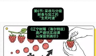 第六节： 采收与分级&mdash;&mdash;鲜食与加工的&ldquo;生死时速&rdquo;，课程：《辽宁树莓（海尔特兹）高产避坑实战课：从保苗到高价》
