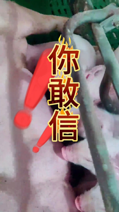 小猪抢不到奶，干瘦不长肉？成活率总上不去？😭
自从用上南商农科这款仔猪补奶机，再也没这烦恼！
✅ 一键设置下料参数，新手也能上手
✅ 恒温补奶，小猪抢着喝，长势超均匀
从车间精工组装到猪场落地使用，每