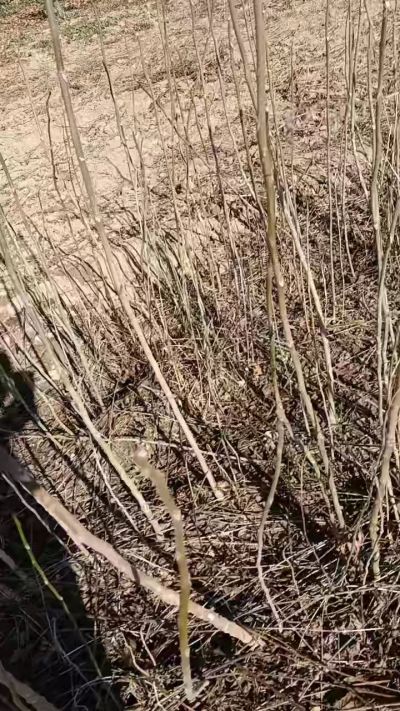 出售臭椿苗，巨峰葡萄苗。药用连翘苗，科研五号优质种苗，2/5年苗，药用连翘树，挂果树，全国包邮到家！财富密码18534302961