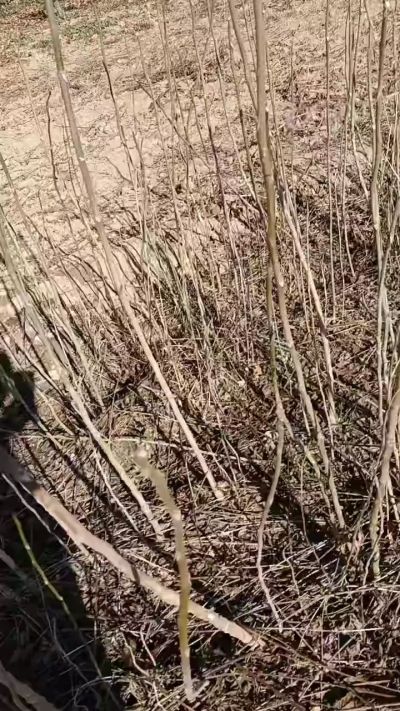 出售臭椿苗，巨峰葡萄苗。药用连翘苗，科研五号优质种苗，2/5年苗，药用连翘树，挂果树，全国包邮到家！财富密码18534302961