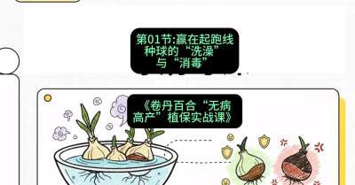 第01节：赢在起跑线&mdash;&mdash;种球的&ldquo;洗澡&rdquo;与&ldquo;消毒&rdquo;，课程：《卷丹百合&ldquo;无病高产&rdquo;植保实战课》#识农AI