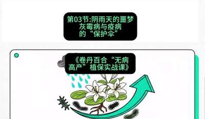 第03节：阴雨天的噩梦&mdash;&mdash;灰霉病与疫病的&ldquo;保护伞&rdquo;，课程：《卷丹百合&ldquo;无病高产&rdquo;植保实战课》#识农AI