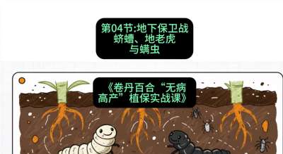 第04节：地下保卫战&mdash;&mdash;蛴螬、地老虎与螨虫 ，课程：《卷丹百合&ldquo;无病高产&rdquo;植保实战课》#识农AI