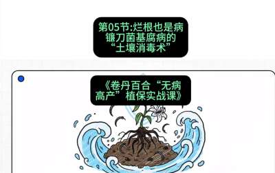 第05节：烂根也是病&mdash;&mdash;镰刀菌基腐病的&ldquo;土壤消毒术&rdquo; ，课程：《卷丹百合&ldquo;无病高产&rdquo;植保实战课》#识农AI