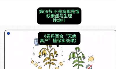 第06节：不是病那是饿&mdash;&mdash;缺素症与生理性烧叶 ，课程：《卷丹百合&ldquo;无病高产&rdquo;植保实战课》#识农AI