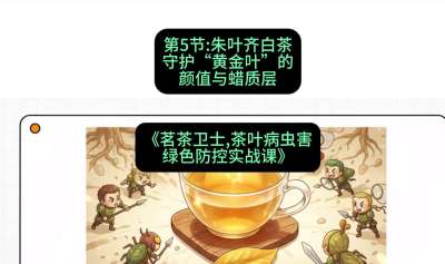 第05节：朱叶齐白茶&mdash;&mdash;守护&ldquo;黄金叶&rdquo;的颜值与蜡质层（重点），课程：《茗茶卫士&mdash;&mdash;茶叶病虫害绿色防控实战课》#识农AI