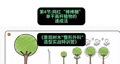 第04节：网红&ldquo;棒棒糖&rdquo;&mdash;&mdash;单干高杆植物的速成法，课程：《景观树木&ldquo;整形外科&rdquo;造型实战特训营》#识农AI