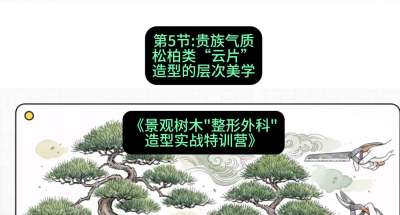 第05节：贵族气质&mdash;&mdash;松柏类&ldquo;云片&rdquo;造型的层次美学，课程：《景观树木&ldquo;整形外科&rdquo;造型实战特训营》#识农AI