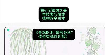 第06节：飘逸之美&mdash;&mdash;垂枝类与藤本植物的牵引术，课程：《景观树木&ldquo;整形外科&rdquo;造型实战特训营》#识农AI