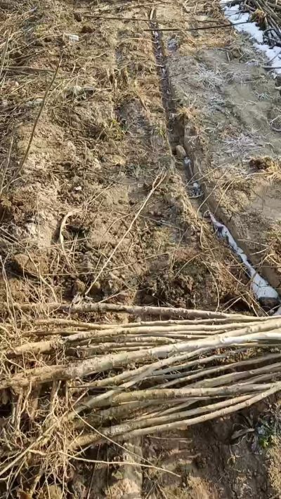 出售臭椿苗，巨峰葡萄苗。药用连翘苗，科研五号优质种苗，2/5年苗，药用连翘树，挂果树，全国包邮到家！财富密码18534302961