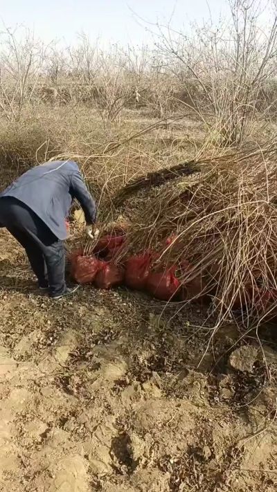 出售药用连翘苗，科研五号优质种苗，2/5年苗，药用连翘树，挂果树，全国包邮到家！财富密码18534302961出售药用连翘苗，科研五号优质种苗，2/5年苗，药用连翘树，挂果树，全国包邮到家！财富密码1