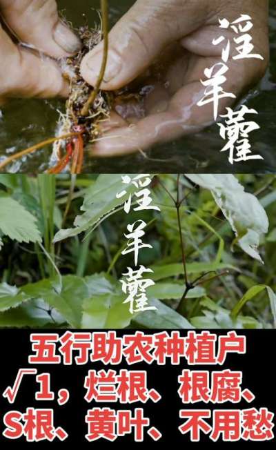 177，1907，0725，V 同号
1  老乡们！种淫羊藿不用乱买肥，咱这款专用肥，针对淫羊藿习性配的，壮苗防烂根，采收多卖钱，用过都回头！
2  咱种淫羊藿图的就是省心高产！专用肥薄肥勤施，苗不烧