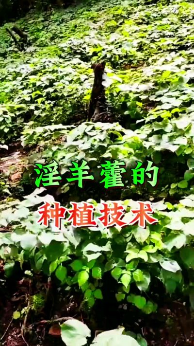 揭秘&ldquo;仙草&rdquo;淫羊藿的种植密码！耐严寒耐贫瘠，林下套种不占耕地，管理简单还能套种其他作物，一亩地的投入两亩地的收益～ 想返乡创业的赶紧码住！ #淫羊藿种植技术 #返乡创业项目 #药材种植指南 #农业新风