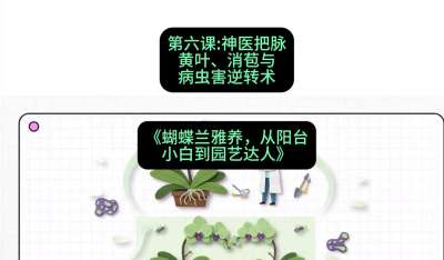 第六节：神医把脉：黄叶、消苞与病虫害逆转术，课程：《蝴蝶兰雅养六讲：从阳台小白到园艺达人》#识农AI