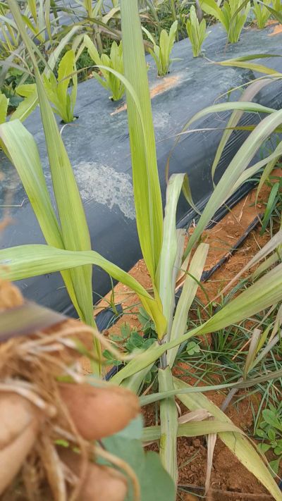 黑甘蔗种植下去，三个月。第一次追肥，