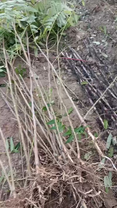 出售臭椿苗，巨峰葡萄苗。药用连翘苗，科研五号优质种苗，2/5年苗，药用连翘树，挂果树，全国包邮到家！财富密码18534302961