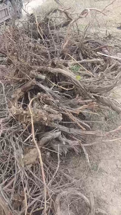 巨峰葡萄树，地径3/6公分，需要联系