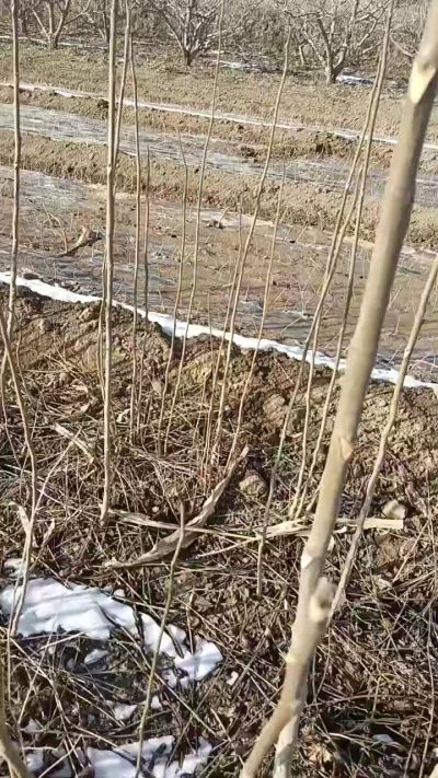 出售臭椿苗，巨峰葡萄苗。药用连翘苗，科研五号优质种苗，2/5年苗，药用连翘树，挂果树，全国包邮到家！财富密码18534302961