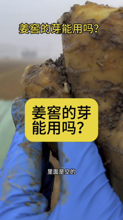 姜窖的芽能用吗？