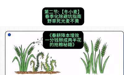 第二节：【冬小麦】春季化除避坑指南，野草死光麦不黄