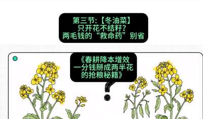 第三节：【冬油菜】只开花不结籽？两毛钱的&ldquo;救命药&rdquo;别省