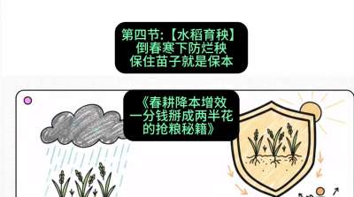 第四节：【水稻育秧】倒春寒下防烂秧，保住苗子就是保本