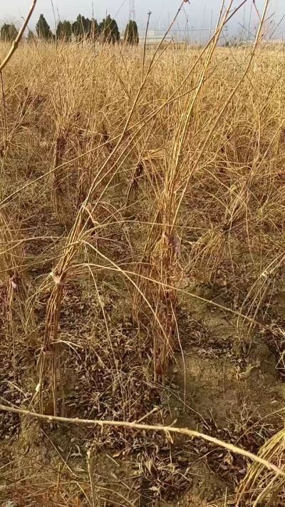 出售药用连翘苗，科研五号优质种苗，2/5年苗，药用连翘树，挂果树，全国包邮到家！财富密码18534302961出售药用连翘苗，科研五号优质种苗，2/5年苗，药用连翘树，挂果树，全国包邮到家！财富密码1