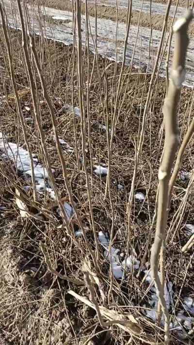 出售臭椿苗，巨峰葡萄苗。药用连翘苗，科研五号优质种苗，2/5年苗，药用连翘树，挂果树，全国包邮到家！财富密码18534302961