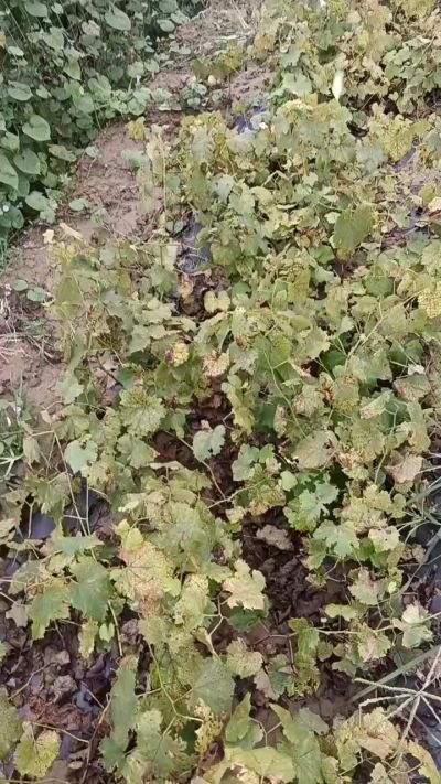 出售巨峰葡萄苗。药用连翘苗，科研五号优质种苗，2/5年苗，药用连翘树，挂果树，全国包邮到家！财富密码18534302961